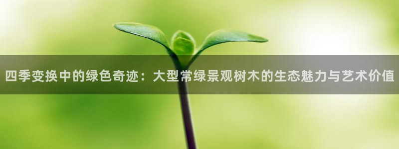 新宝gg运营88383：四季变换中的绿色奇迹：大型常绿景观树木的生态魅力与艺术价值