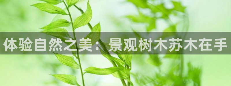 新宝gg代理条件